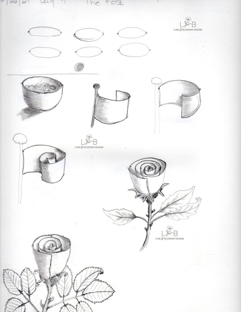 Learn to draw at any age. Day 9 rose drawing lesson showing ellipse practice cylinders and geometric construction method leading to complete shaded rose with leaves demonstrating structural drawing technique