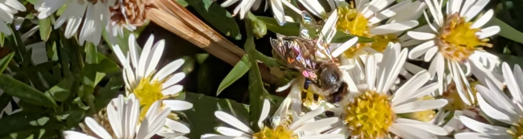 botanical art prints