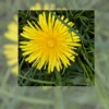 Dandelion Macro Photography | Giclée Watercolor Gallery Board | Line and Blossom Design | 10x10