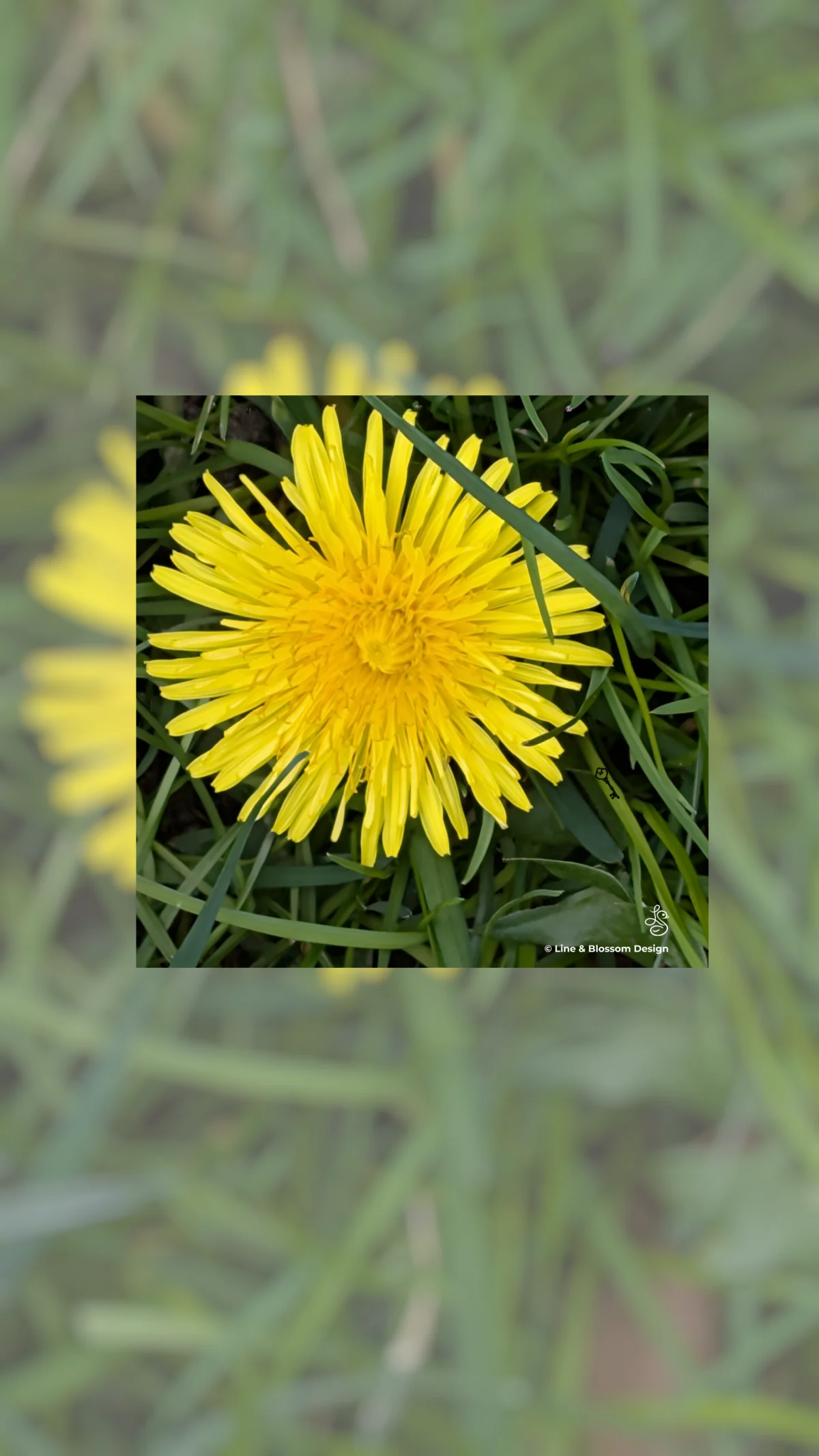 Dandelion Macro Photography | Giclée Watercolor Gallery Board | Line and Blossom Design | 10x10