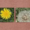 A pair of Dandelions in each of the main stages, the bright yellow flower and the seed head.