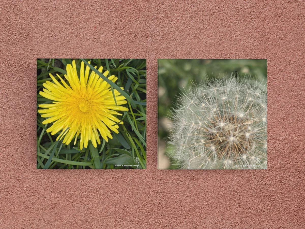 A pair of Dandelions in each of the main stages, the bright yellow flower and the seed head.