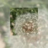 A Dandelion seed head 10x10 gallery board shows up close the stunning detail sitting on a background of the original photograph blurred.