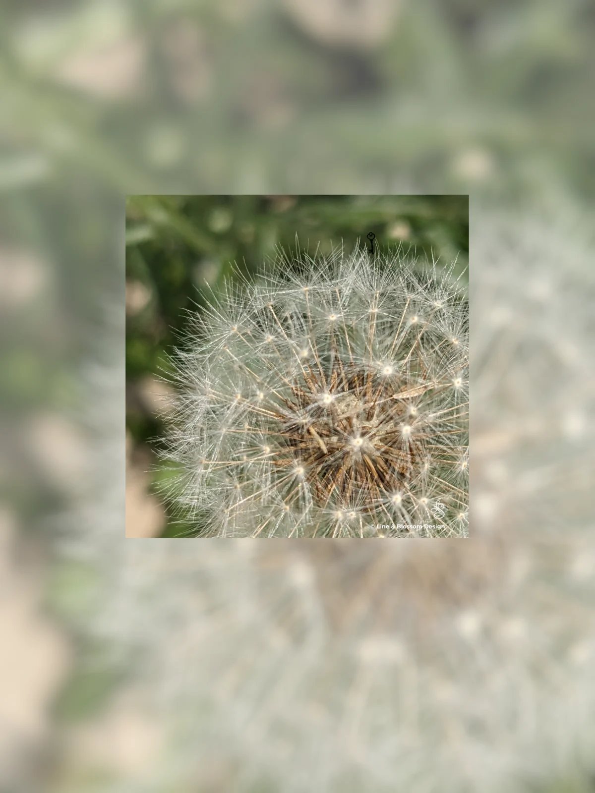 A Dandelion seed head 10x10 gallery board shows up close the stunning detail sitting on a background of the original photograph blurred.