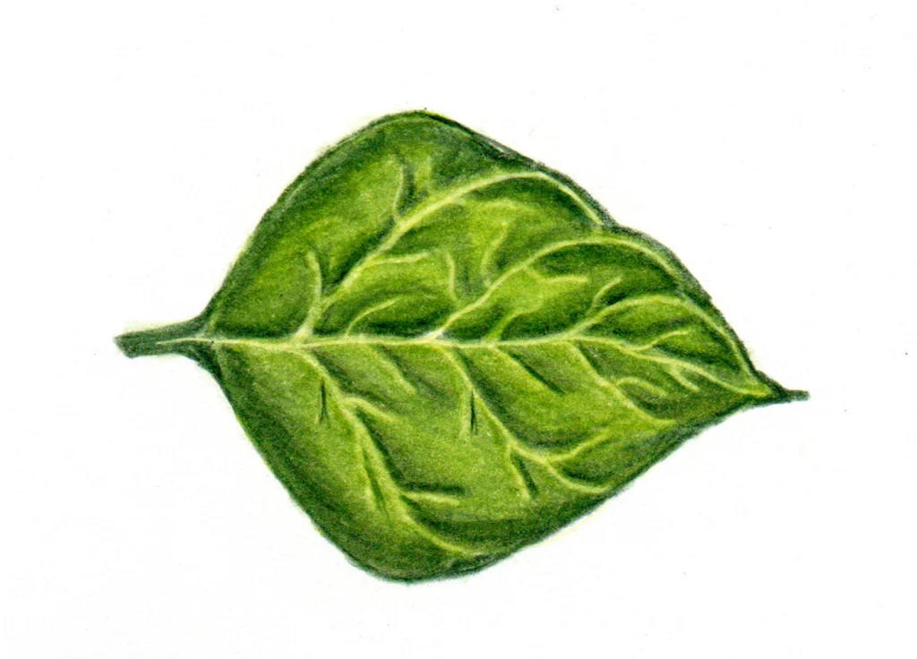 Meticulously shaded leaf using Polychromos Colored Pencils.