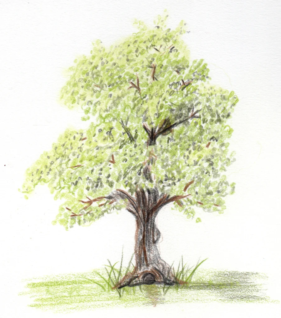 Faber Castell Polychromos Colored Pencils used to create a tree. Leona Smith @ Line & Blossom Design