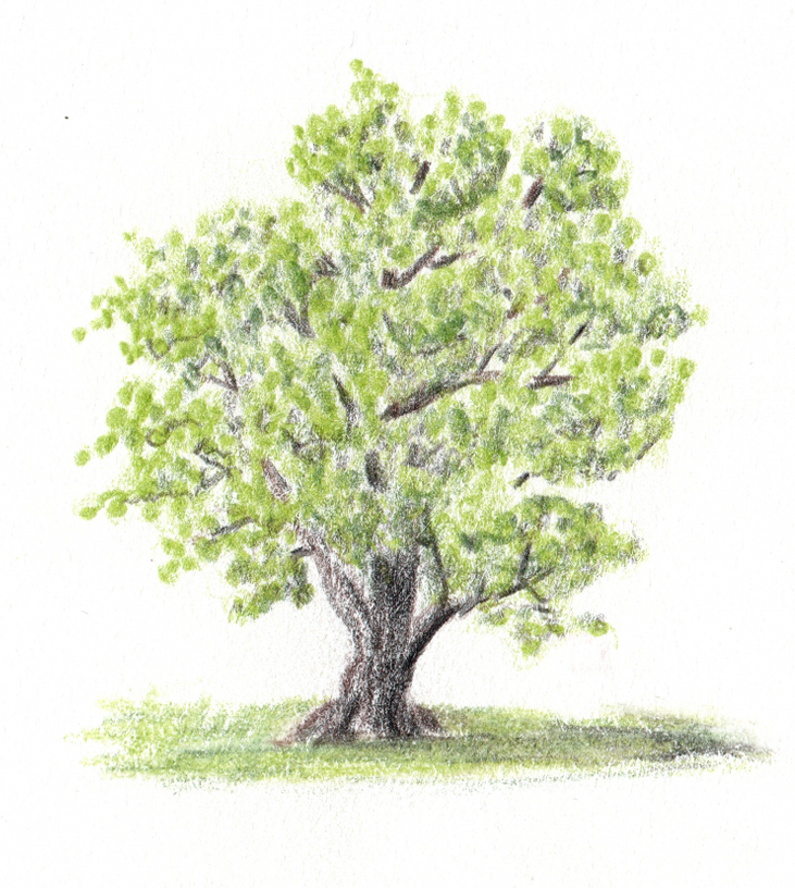 Prismacolor pencils used to create a tree. Leona Smith @ Line & Blossom Design