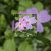 Virginia Stock Flower pair original photograph by Leona Smith at Line & Blossom Design