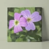 Virginia Stock flower pair, original photo by Leona Smith @ Line & Blossom Design
