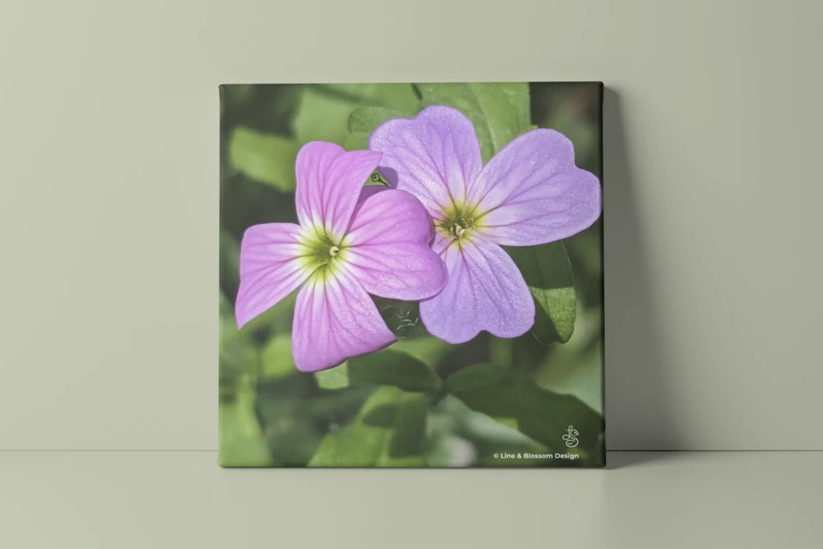 Virginia Stock flower pair, original photo by Leona Smith @ Line & Blossom Design