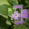 Single pink virginia stock flower original photography by Leona Smith