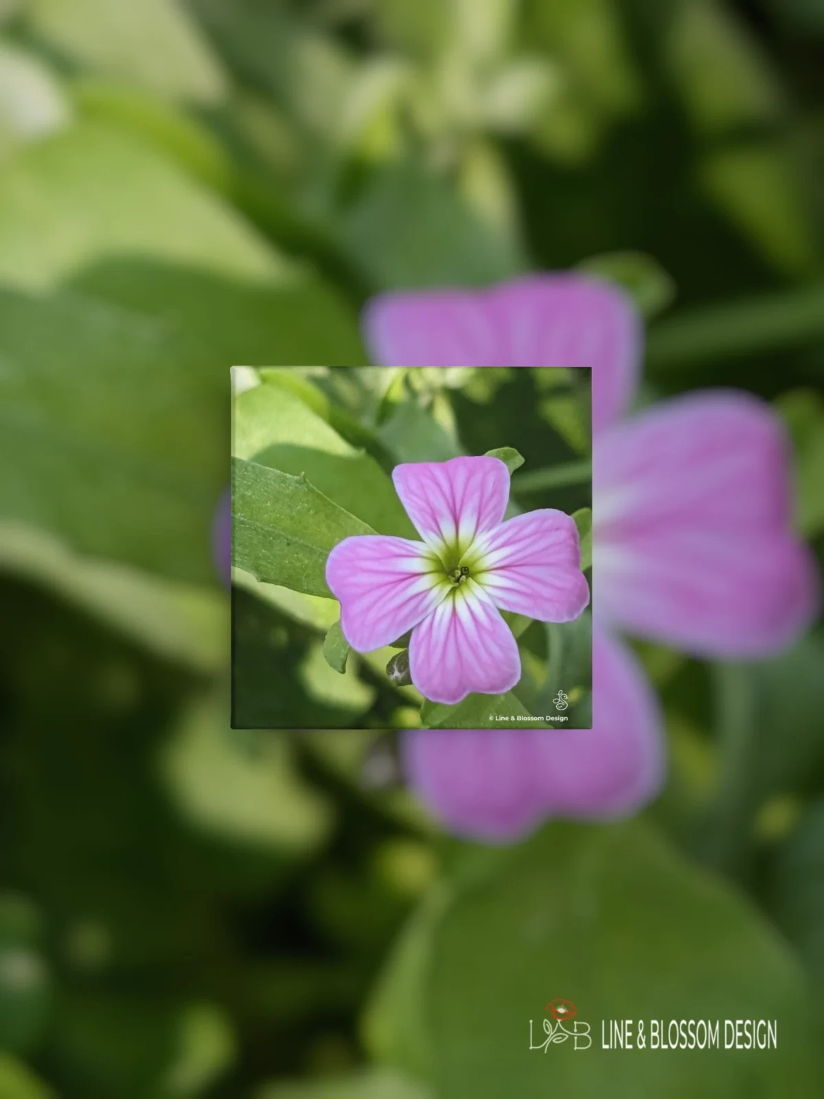 Single pink virginia stock flower original photography by Leona Smith