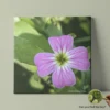 virginia-stock-pink-macro-photography-giclee-watercolor-art-board-line-and-blossom-10x10-B virginia stock