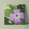 Single Virginia stock flower in pink original photography by Leona Smith