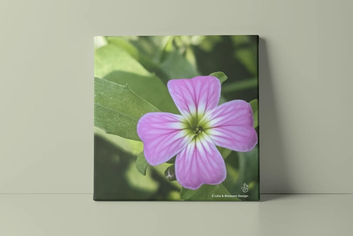 Single Virginia stock flower in pink original photography by Leona Smith