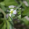 Variegated virginia stock flower original photography by Leona Smith