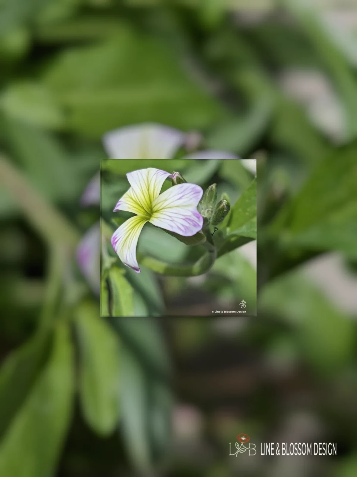 Variegated virginia stock flower original photography by Leona Smith