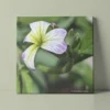 Variegated Virginal stock flower original photography by Leona Smith