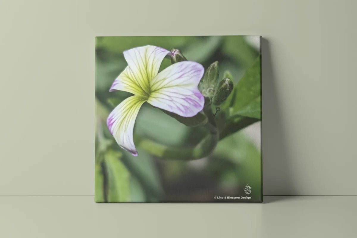 Variegated Virginal stock flower original photography by Leona Smith