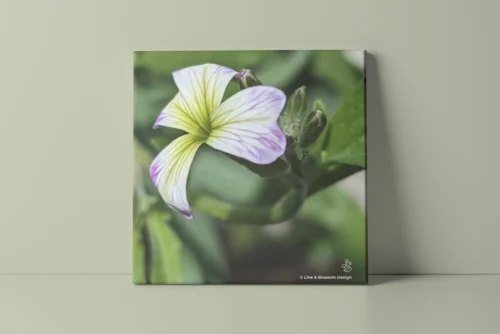 Variegated Virginal stock flower original photography by Leona Smith