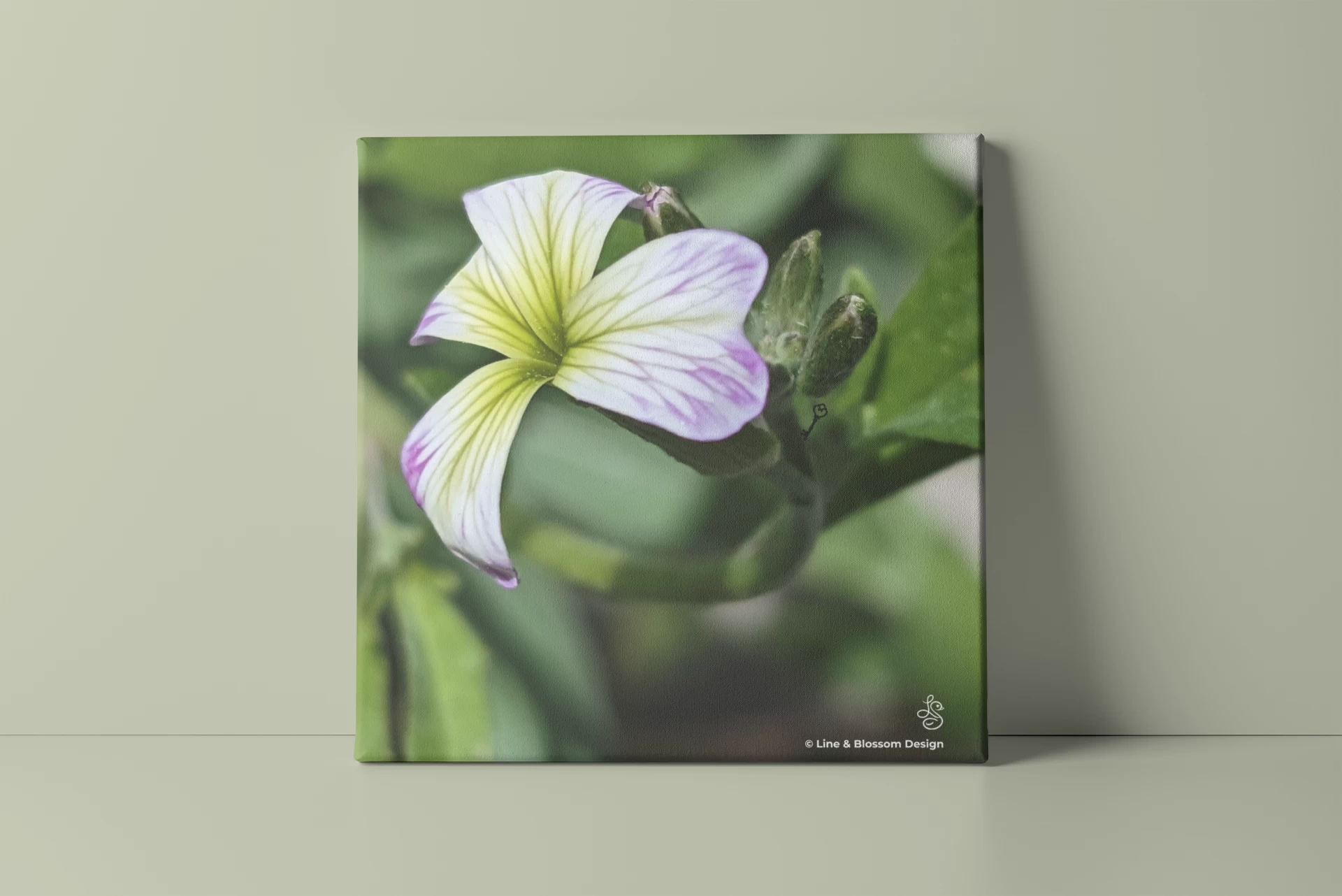 Variegated Virginal stock flower original photography by Leona Smith