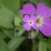 Purple virginia stock flower, original photography by Leona Smith