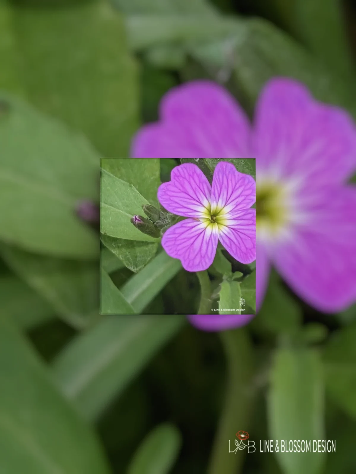 Purple virginia stock flower, original photography by Leona Smith