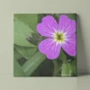 Purple virginia stock flower, original photography by Leona Smith