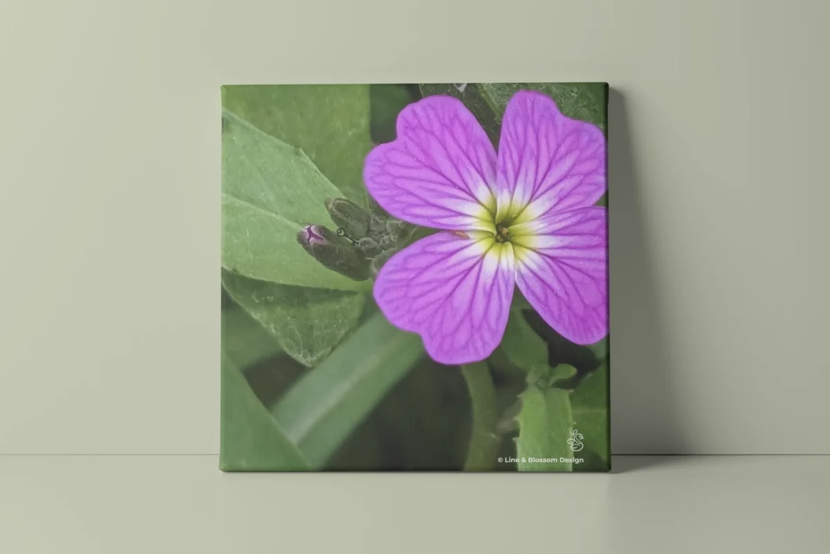 Purple virginia stock flower, original photography by Leona Smith