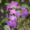 Virginia Stock Flower Trio | Macro Botanical Photography | Giclée Watercolor Gallery Board | 10x10