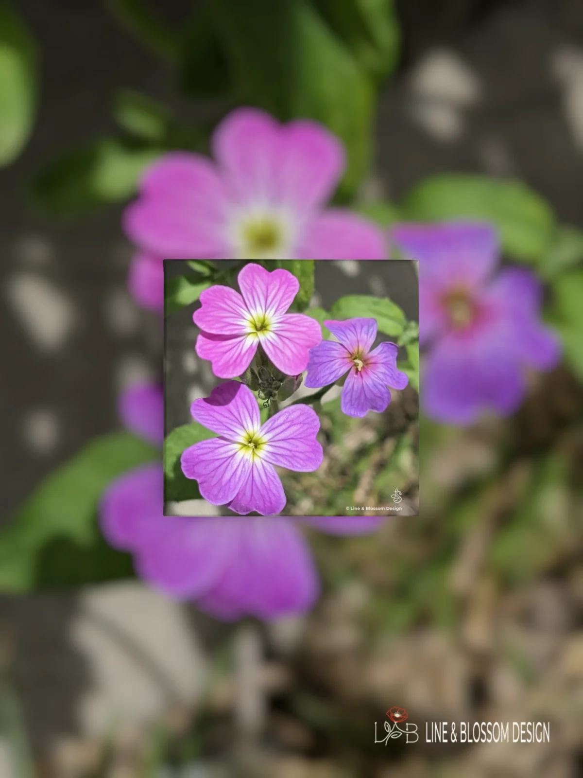 Virginia Stock Flower Trio | Macro Botanical Photography | Giclée Watercolor Gallery Board | 10x10