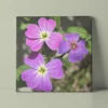 Virginia stock flower trio original photography by Leona Smith