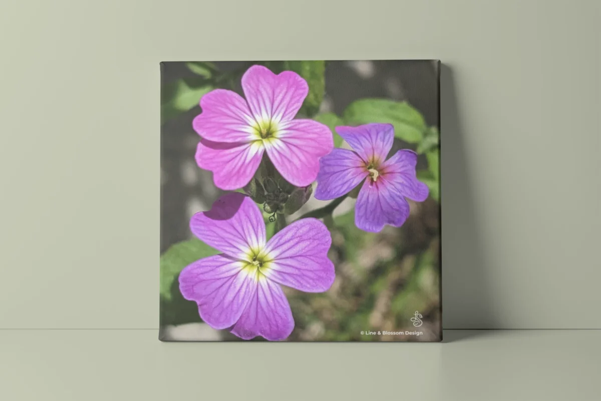 Virginia stock flower trio original photography by Leona Smith