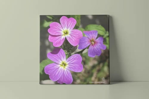 Virginia stock flower trio original photography by Leona Smith