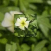 Virginia Stock Flower White | Macro Botanical Photography | Giclée Watercolor Gallery Board | 10x10