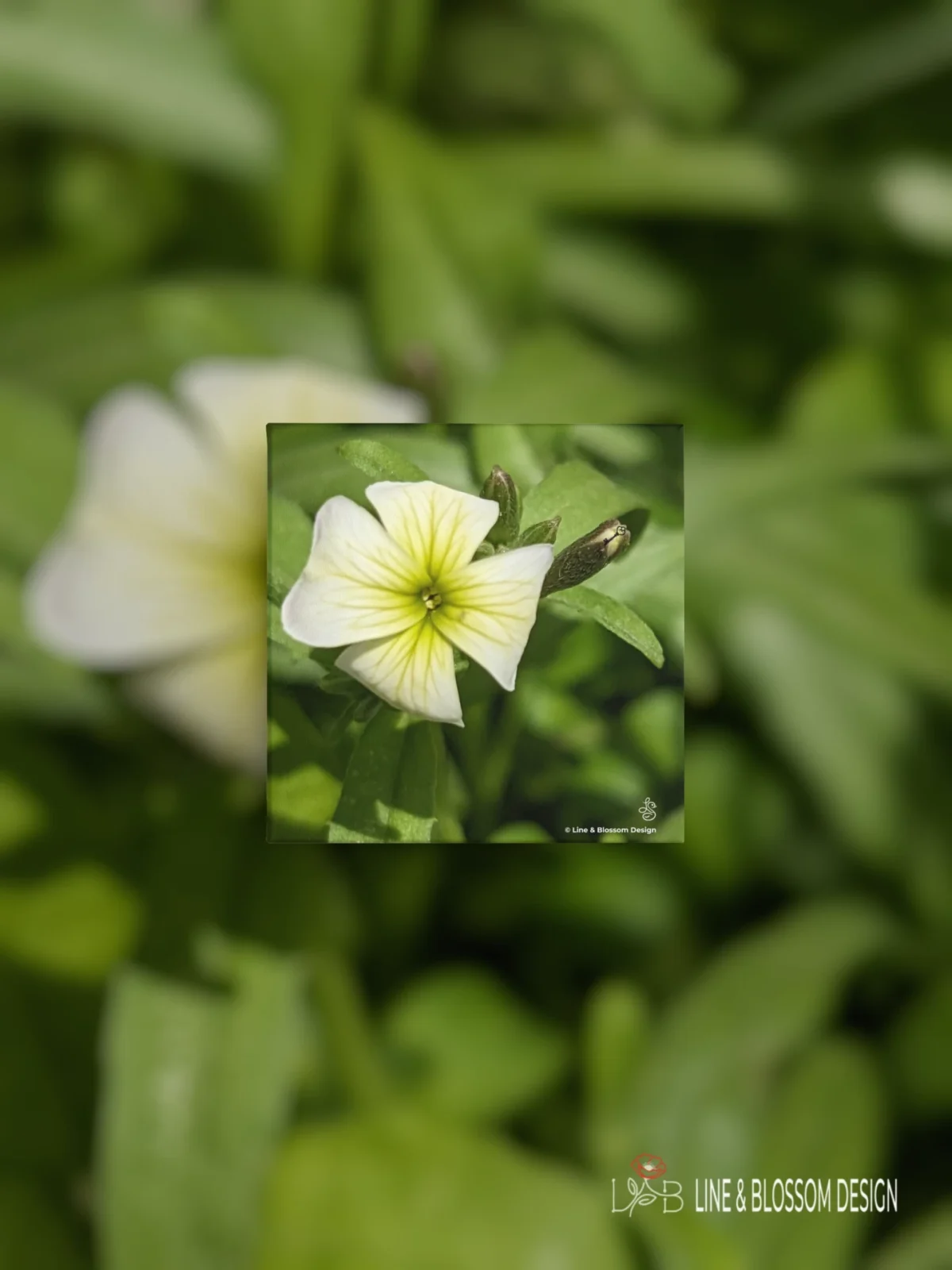Virginia Stock Flower White | Macro Botanical Photography | Giclée Watercolor Gallery Board | 10x10