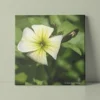 White virginia stock flower, original photography by Leona Smith