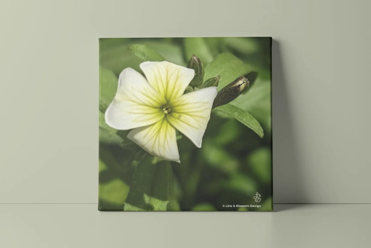 White virginia stock flower, original photography by Leona Smith