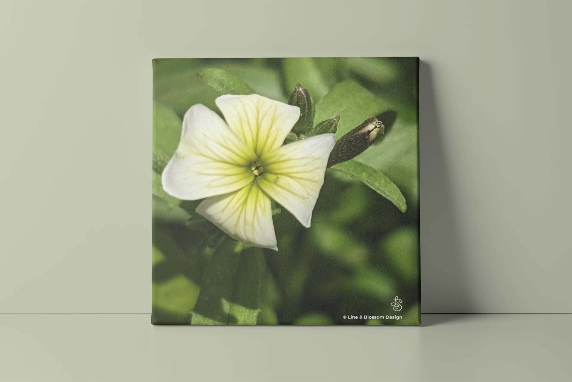 White virginia stock flower, original photography by Leona Smith