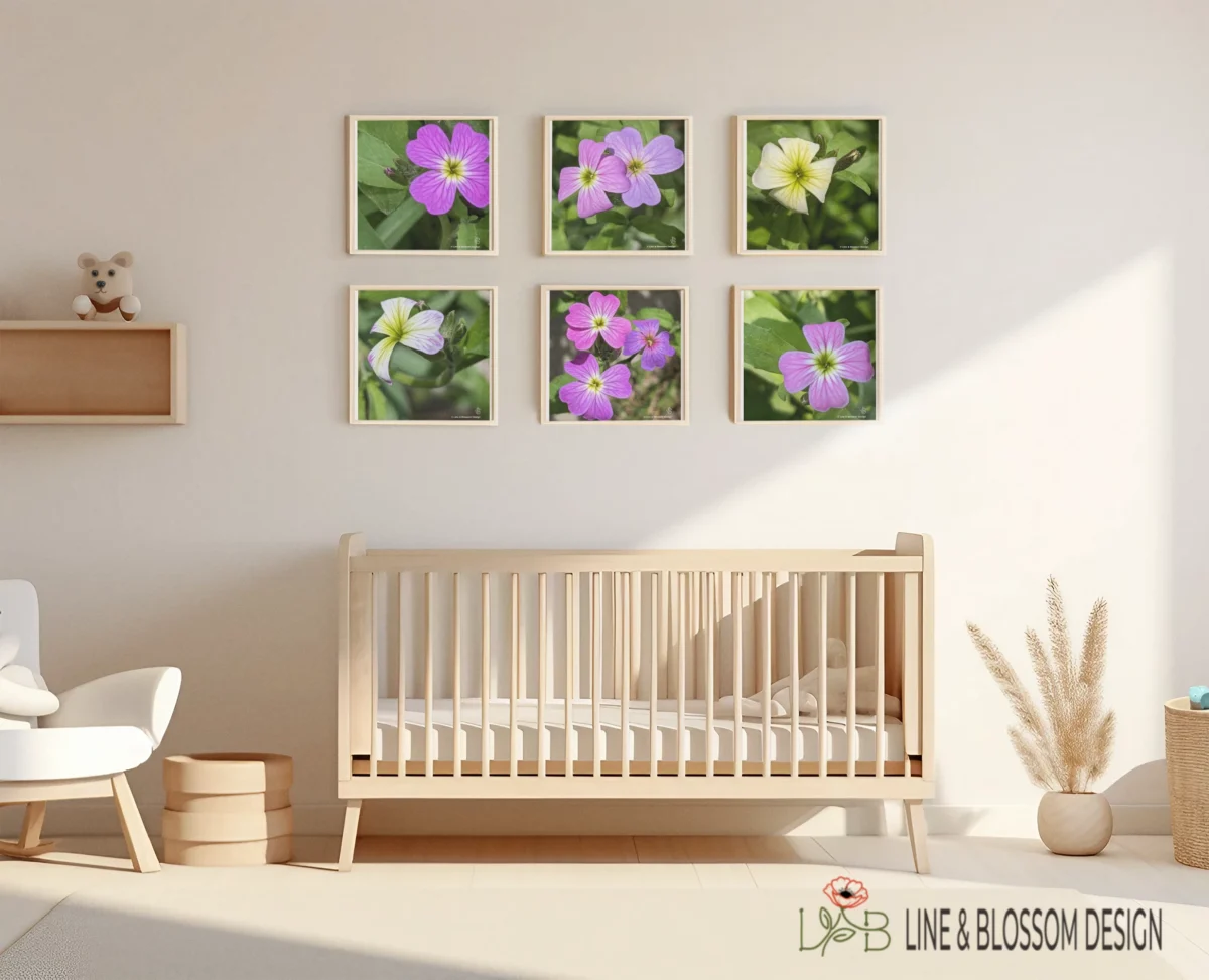 Complete set of the Virginia Stock flower photography hung together. Original photography by Leona Smith