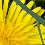 gear myth dandelion flower. Original photography by Leona Smith, Line & Blossom Design