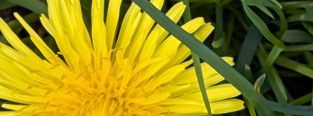 gear myth dandelion flower. Original photography by Leona Smith, Line & Blossom Design