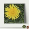 dandelion art print