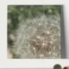 dandelion wall art