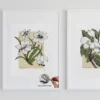 botanical lily print