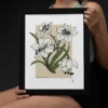Lily Behind the Veil | Botanical Lily Print | 11x14 Giclée Archival Print | Line & Blossom Design