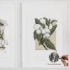 botanical magnolia print