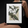 Magnolia Behind the Veil | Botanical Magnolia Print | 11x14 Giclée Archival Print | Line & Blossom Design