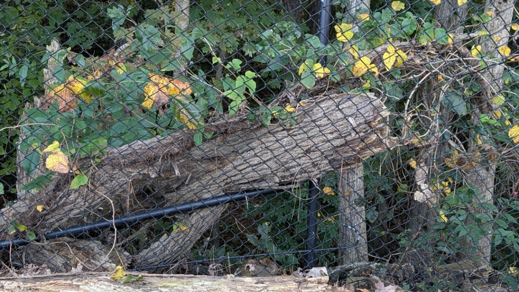 Reststop fallen tree that inspired Autumn Before Dawn © Leona Smith Original Photograph